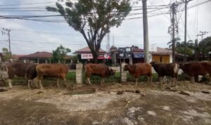 WhatsApp Image 2023-10-22 at 00.13.03