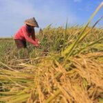 Ilustrasi kegiatan tanam padi yang masih berlangsung di beberapa kabupaten/kota Kaltim.