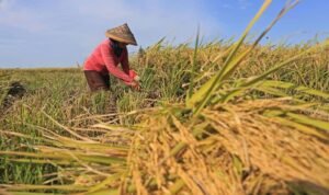 Ilustrasi kegiatan tanam padi yang masih berlangsung di beberapa kabupaten/kota Kaltim. Ilustrasi kegiatan tanam padi yang masih berlangsung di beberapa kabupaten/kota Kaltim.