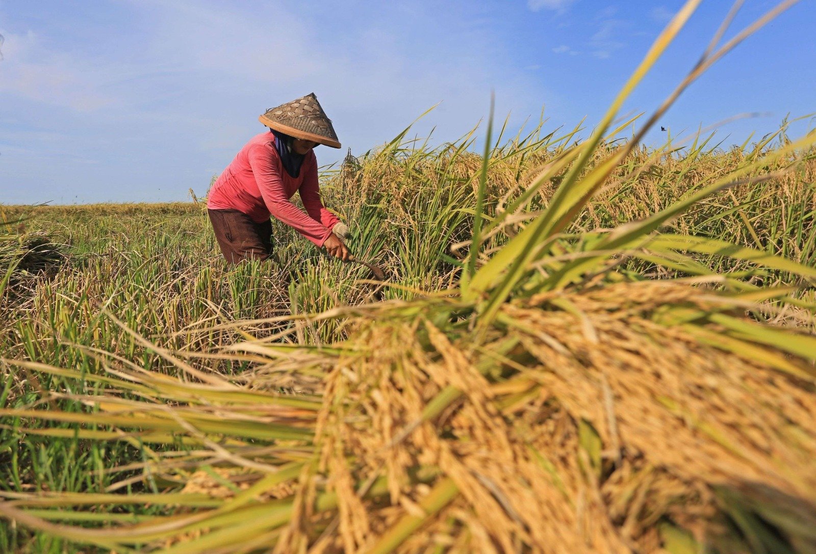 Ilustrasi kegiatan tanam padi yang masih berlangsung di beberapa kabupaten/kota Kaltim.